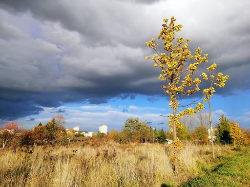 A field covered in greenery under a cloudy sky during the autumn in Stargard in Poland