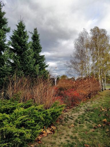 A pathway in a forest surrounded by greenery under a cloudy sky during the autumn