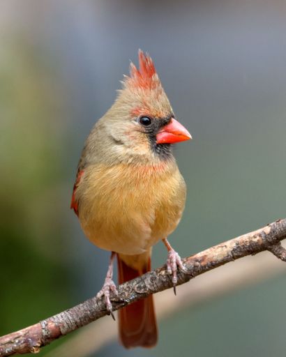 A small Red cardinal bird perched on a branch against a blurred background