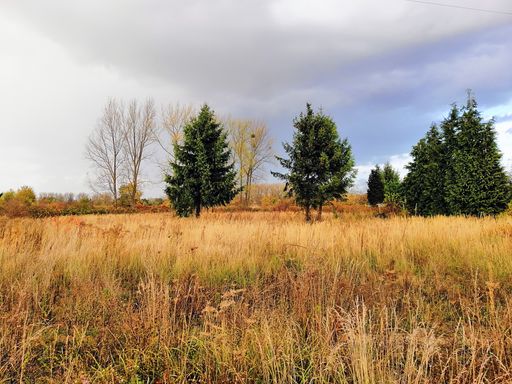 A meadow covered in the grass and trees under a cloudy sky during the autumn in Poland