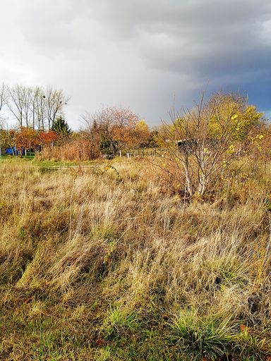 A vertical picture of a meadow covered in trees with colorful leaves under a cloudy sky during autumn
