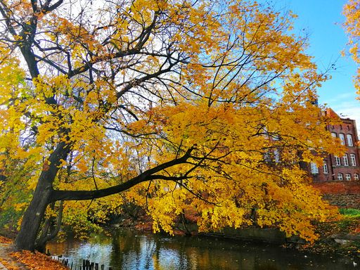 A beautiful shot of a tree covered in yellow leaves under the sun