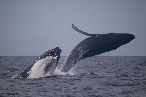 Double breach of a humpback whale calf (full breach) whilst the mother calf (half breach) on Northern beaches of Sydney, Australia