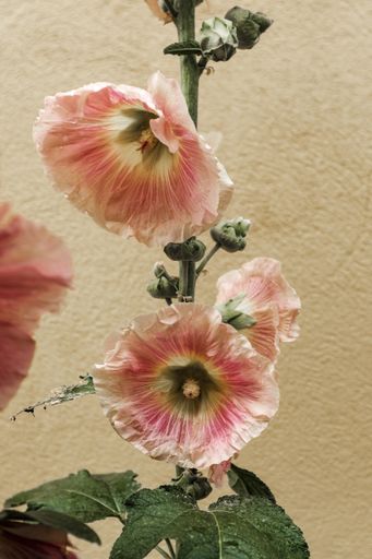 A closeup shot a beautiful Hawaiian hibiscus growing inside a house