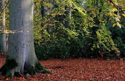 A beautiful shot of a forest near the town of Diepenheim in Twente the Netherlands.
