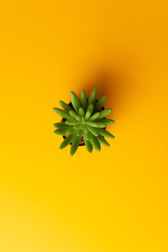 A vertical shot of a succulent plant in a pot isolated on a yellow background