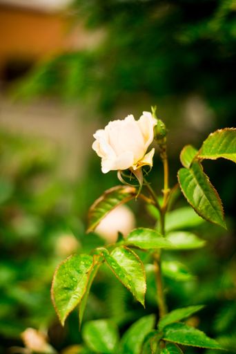 A vertical selective focus shot of a blooming white rose in the yard