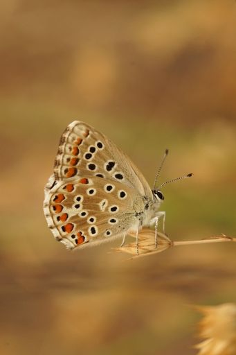 Natural detailed closeup of an Adonis blue, Lysandra bellargus, butterfly with closed wings sitting on a straw