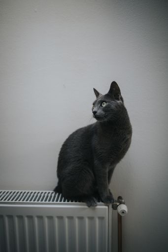 A cute gray cat curiously looking around while sitting on the heating radiator