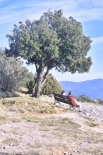 A vertical shot of children sitting on a bench near trees on a sunny day