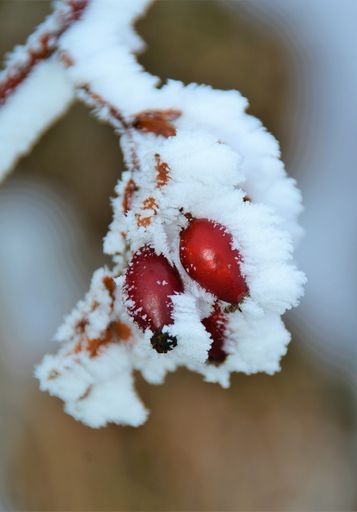 A vertical shot of a rosehip branch with berries covered with snow