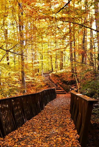 A vertical shot of a cozy path in the park during the leaves fall