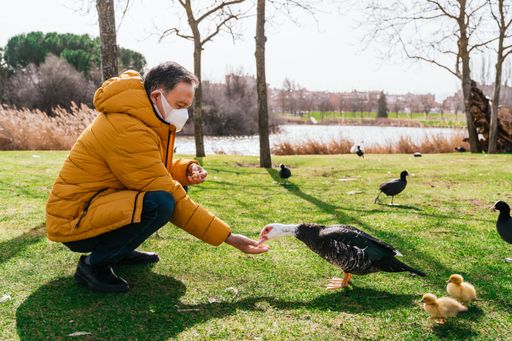 A male in a medical mask feeding a muscovy duck on the grass