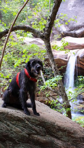 A vertical shot of a black dog in a red collar with a waterfalls background in the forest