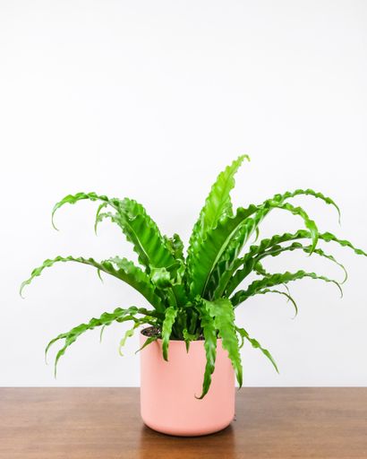 A vertical shot of a potted bird's-nest fern on the table against a white background