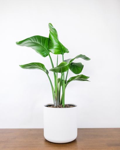 A vertical shot of a potted Strelitzia Nicolai houseplant on the table against a white wall