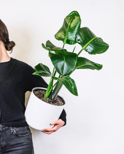 A vertical shot of a person holding a potted Strelitzia Nicolai houseplant against a white wall