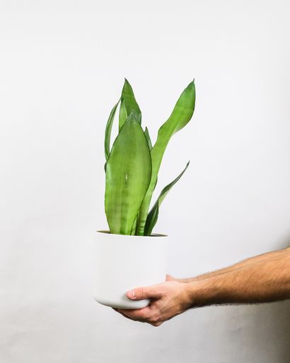 A vertical shot of a person holding a potted dracaena trifasciata against a white wall
