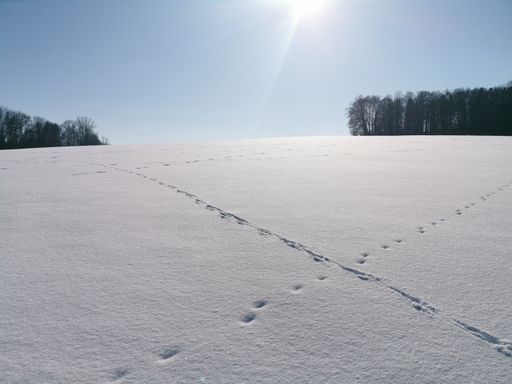 The sun shining over a snowy field with footprints