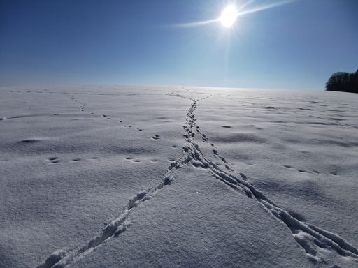 The sun shining over a snowy field with footprints