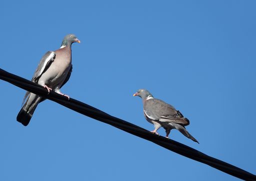 A closeup shot of two pigeons perched on cable wire under a blue sky background