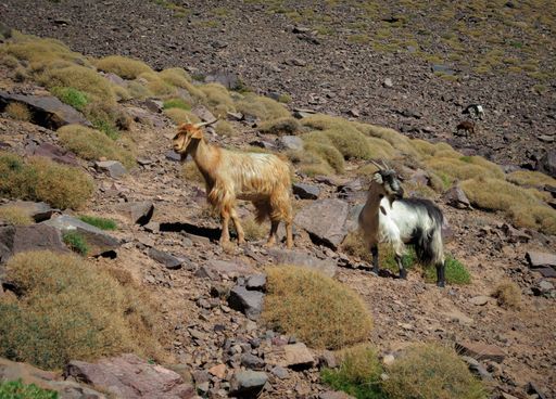 A selective focus of mountain goats grazing on a sloppy hill