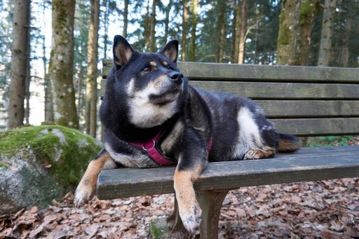 A closeup of a Black and Tan Shiba Inu dog resting on a wooden bench in a park