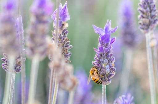 A selective focus shot of a bee on purple lavender
