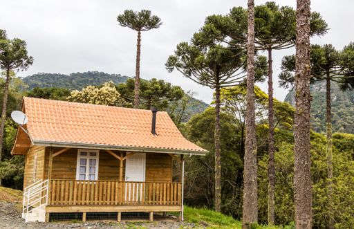 A hut in araucaria pine forest