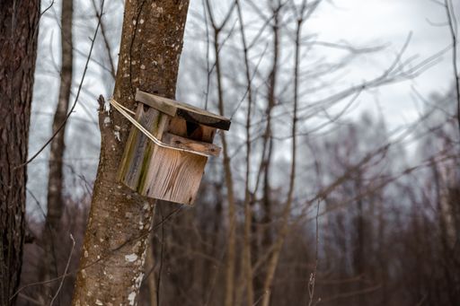 An old birdcage on a tree in the forest on a blurred background