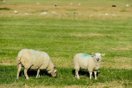 The two sheep grazing in the field