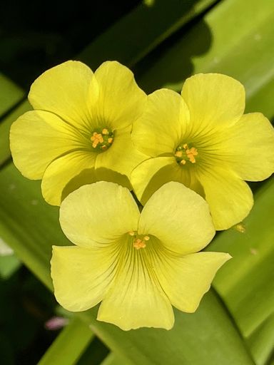 A closeup shot of beautiful common yellow oxalis flowers with sunlit petals in blossom