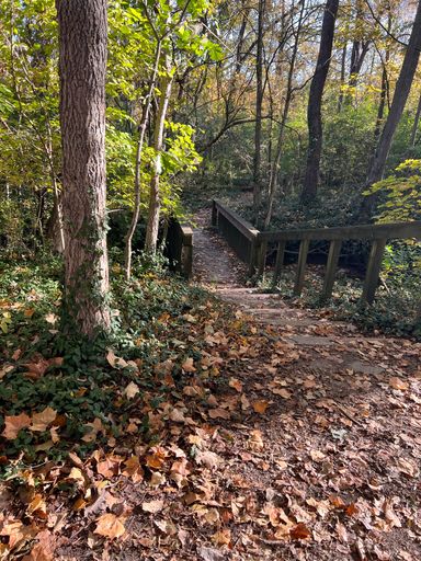 A scenic view of a wooden bridge surrounded by lush greenery in a forest setting