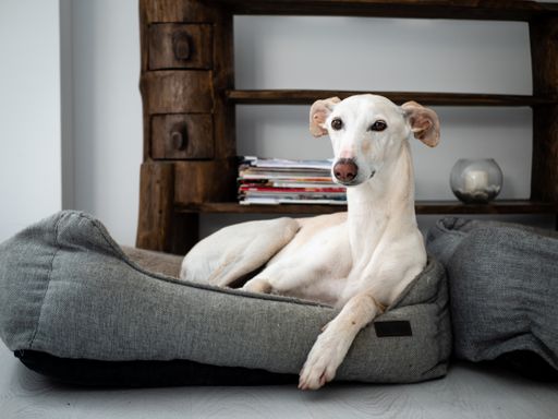 An adorable white greyhound dog lying on a gray bed in the house