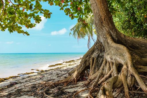 An old tree on the beach surrounded by the sea under a blue sky and sunlight