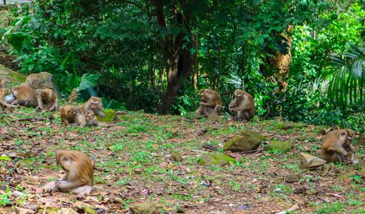 A group of monkeys in the green park during the daytime