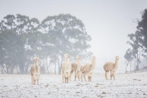 A group of Llamas in snow, New South Wales, Australia