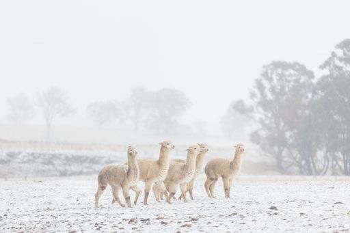 A group of Llamas in snow, New South Wales, Australia