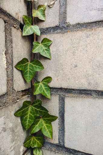 A vertical picture of ivy leaves on the wall - a nice picture for backgrounds and wallpapers