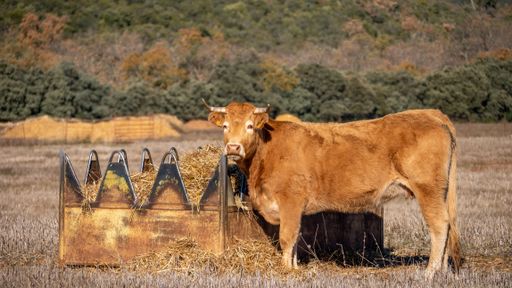 a closeup shot of a cow beside a feeding trough full of hay
