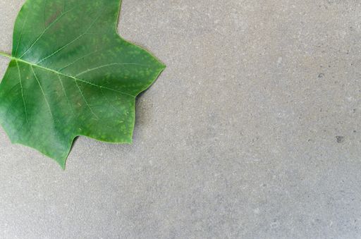 A tulip tree green leaf in the top left corner of a gray background with copy space