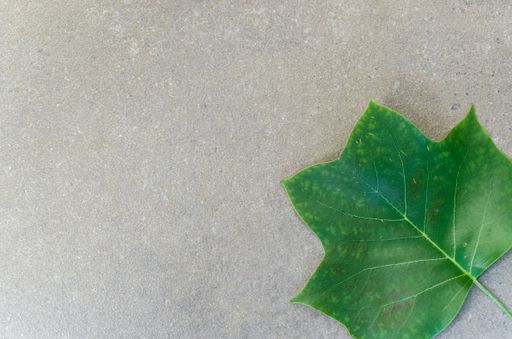 A tulip tree green leaf in the right corner of a gray background with copy space