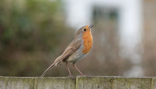 A selective focus shot of a robin (Erithacus rubecula) on a wooden fence