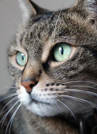 A closeup shot of a beautiful green-eyed cat