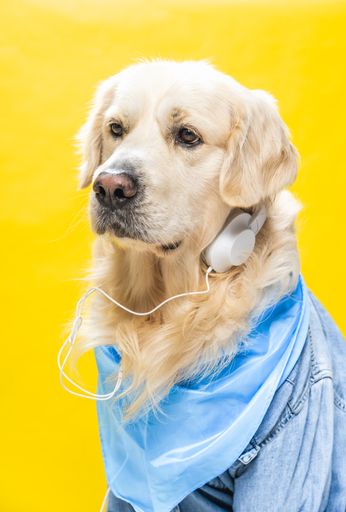 A funny white golden retriever dressed in denim jacket and helmets, sometimes listening to music