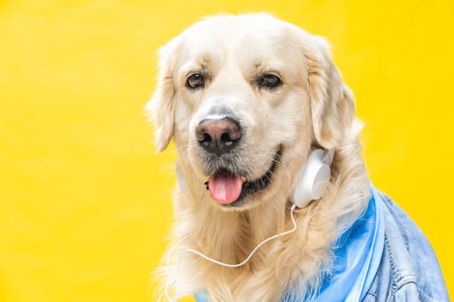 A funny white golden retriever dressed in denim jacket and helmets, sometimes listening to music