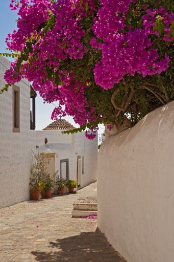 The beautiful flowers of bougainvillea contrast to the white walls of houses and blue sky in a narrow street in Chora on the island of Patmos, Greece