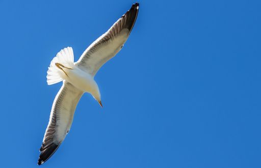 A low angle of a seagull flying the blue clear sky