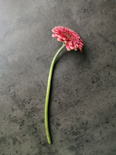 A pink gerbera flower on a gray background