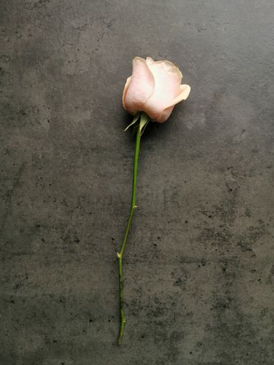 A top view of a light orange rose on a dark background